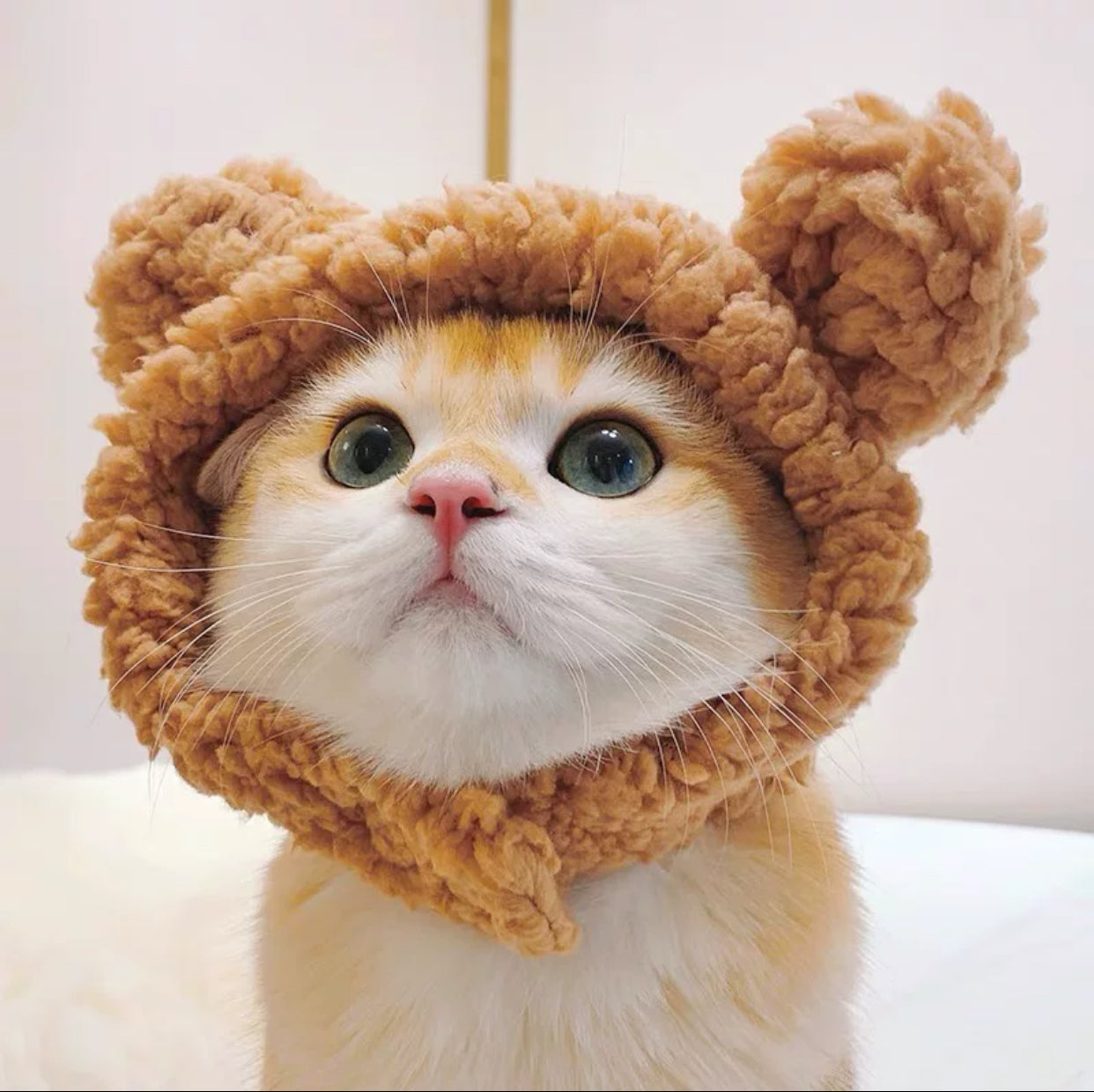 Adorable Cat Hat โ The Perfect Accessory for Your Furry Friend! ๐ฑ๐ฉ