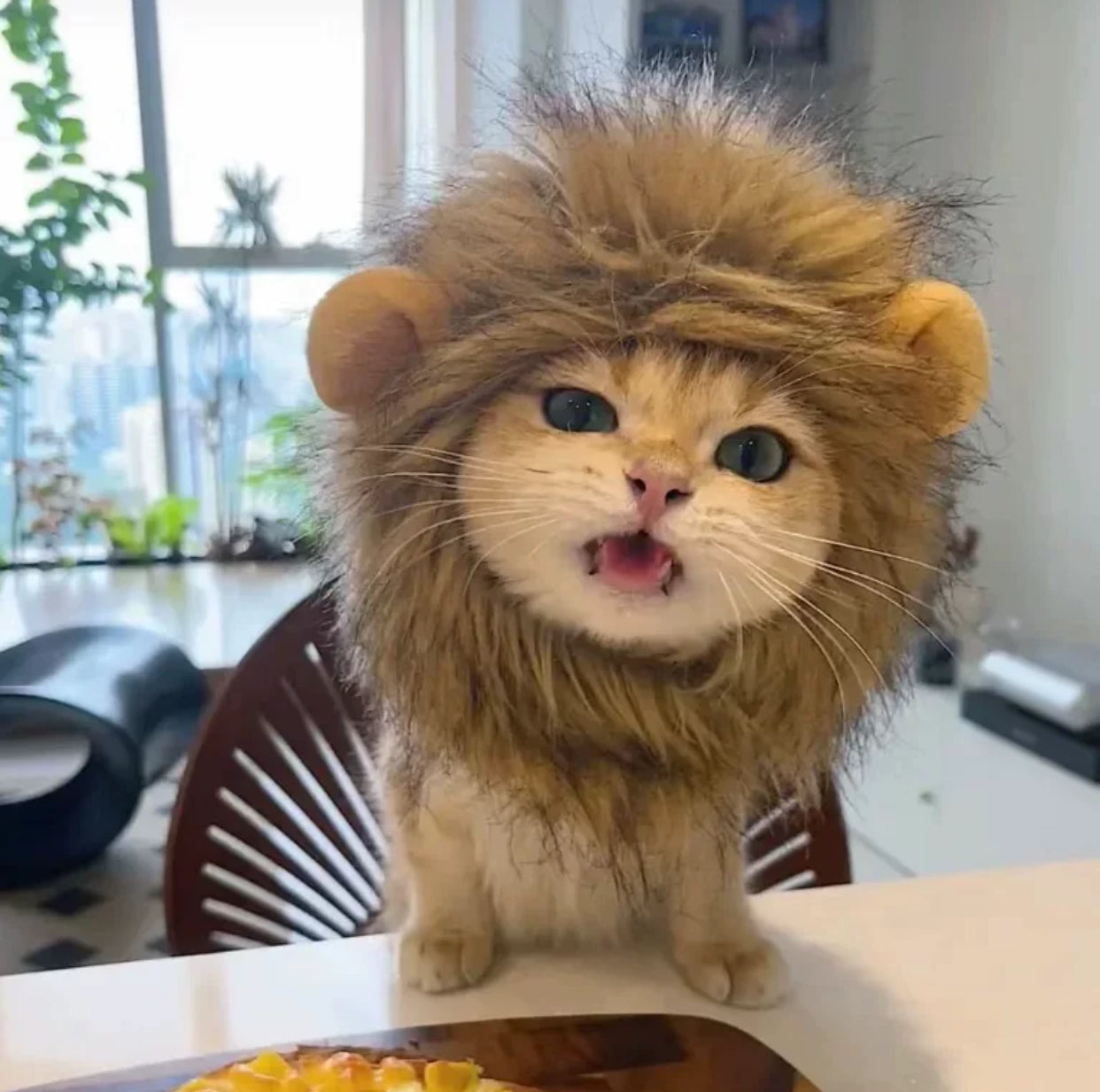 Adorable Cat Hat โ The Perfect Accessory for Your Furry Friend! ๐ฑ๐ฉ