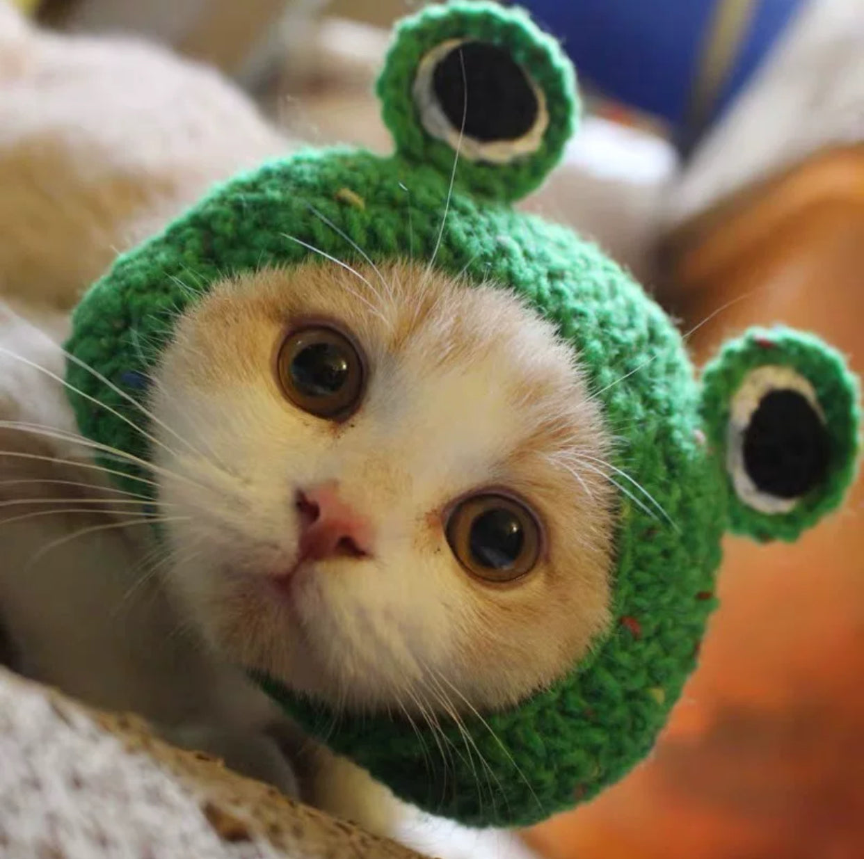 Adorable Cat Hat โ The Perfect Accessory for Your Furry Friend! ๐ฑ๐ฉ
