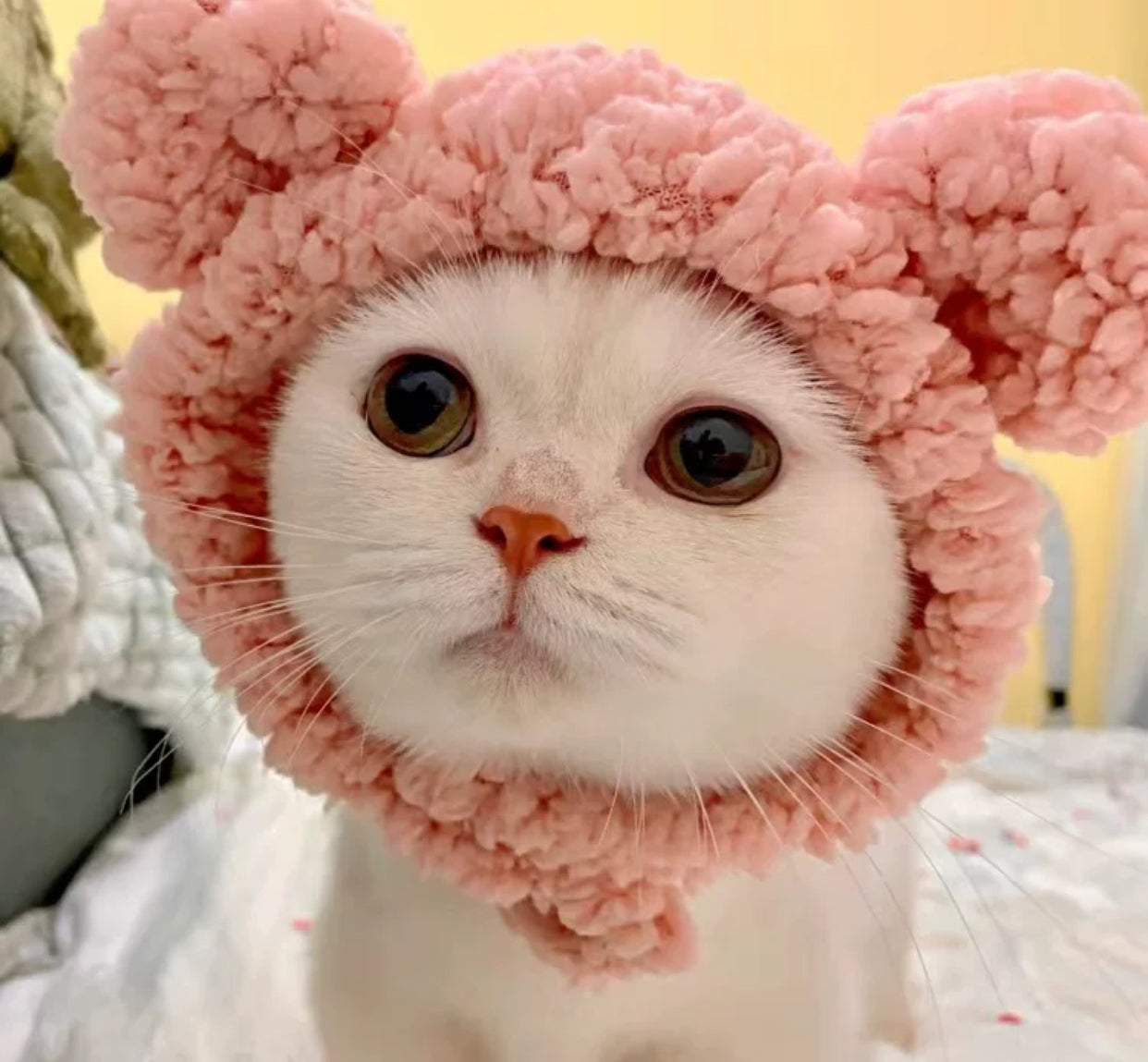 Adorable Cat Hat โ The Perfect Accessory for Your Furry Friend! ๐ฑ๐ฉ