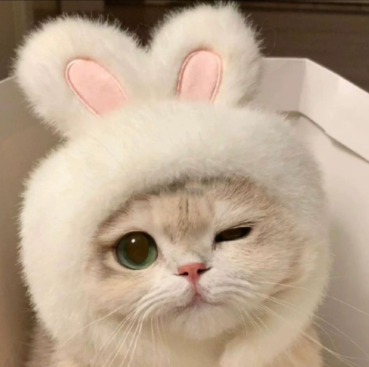 Adorable Cat Hat โ The Perfect Accessory for Your Furry Friend! ๐ฑ๐ฉ