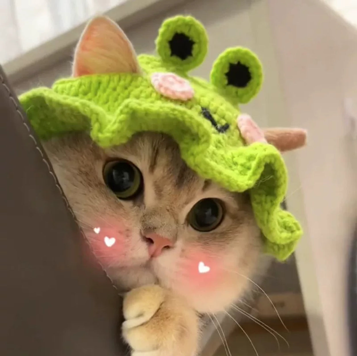Adorable Cat Hat โ The Perfect Accessory for Your Furry Friend! ๐ฑ๐ฉ
